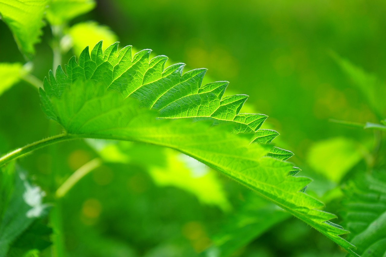 leaves, stinging nettle, urtica