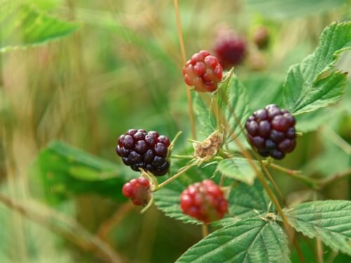 a bunch of berries that are on a plant