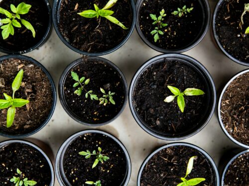 green leafed seedlings on black plastic pots