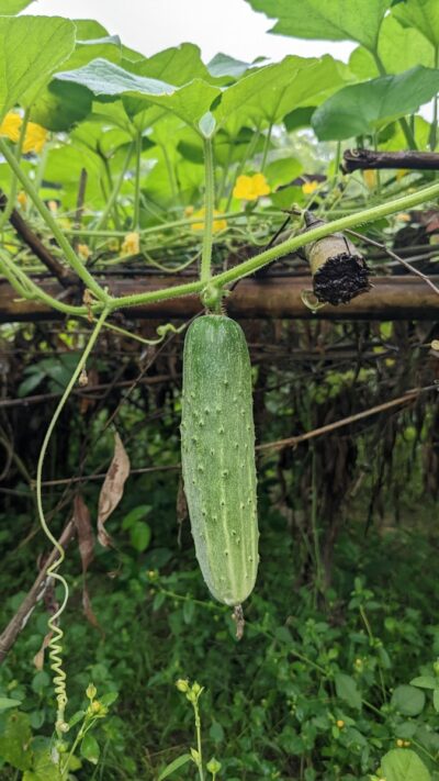 a cucumber growing on a vine in a garden