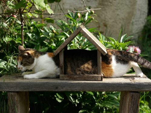 white, brown, and black cat on brown wooden table