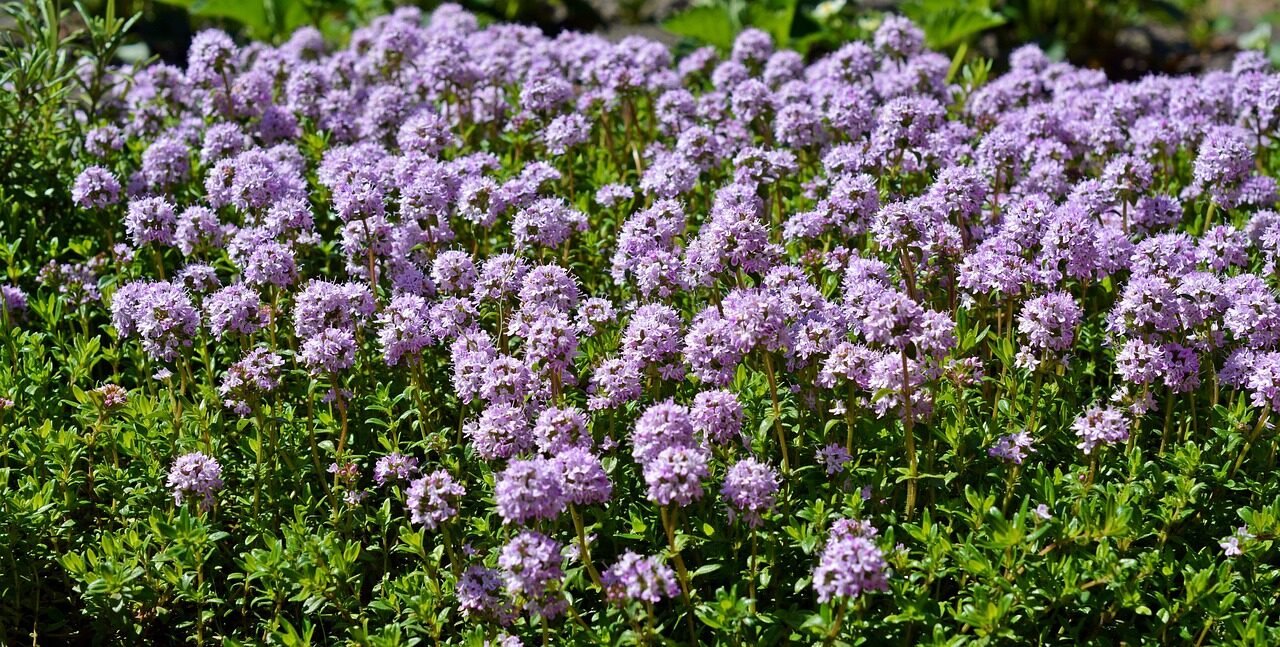 thyme, thymus serpyllum, blossom, bloom, violet, thyme, thyme, thyme, thyme, thyme, thymus serpyllum, thymus serpyllum