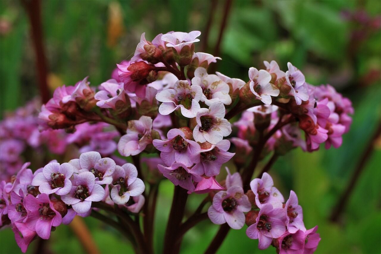 thick leaf bergenie, bergenien, flower background, bergenia crassifolia, blossom, nature, beautiful flowers, bloom, flower wallpaper, plant, flower, garden