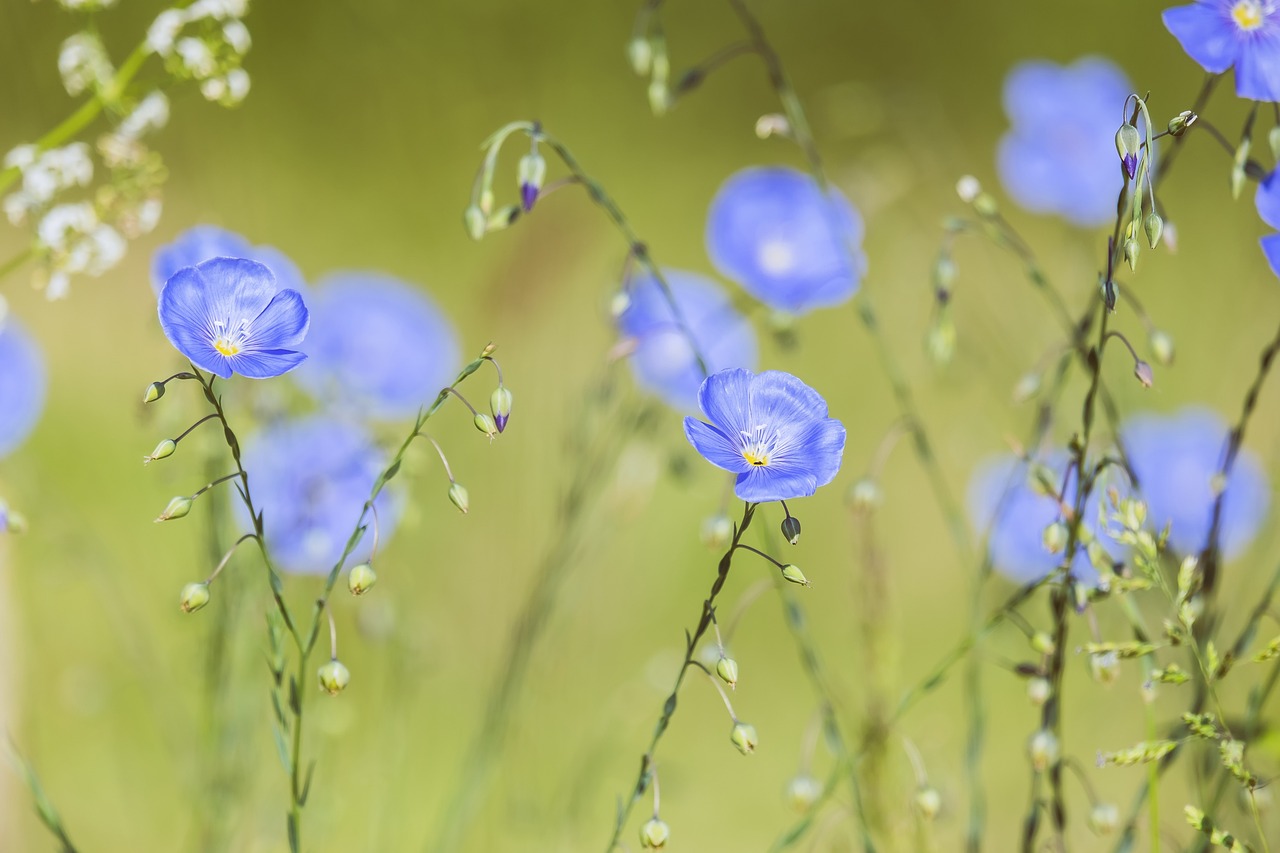 blue flax, perennial flax, upright flower stalks