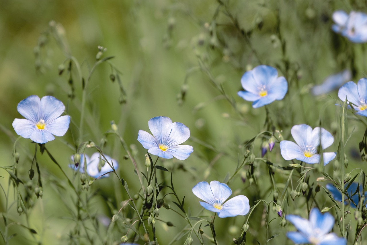 lone, staudenlein, blue flax
