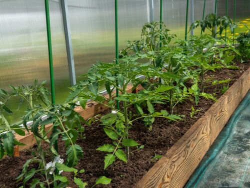 tomatoes, bloom, yellow