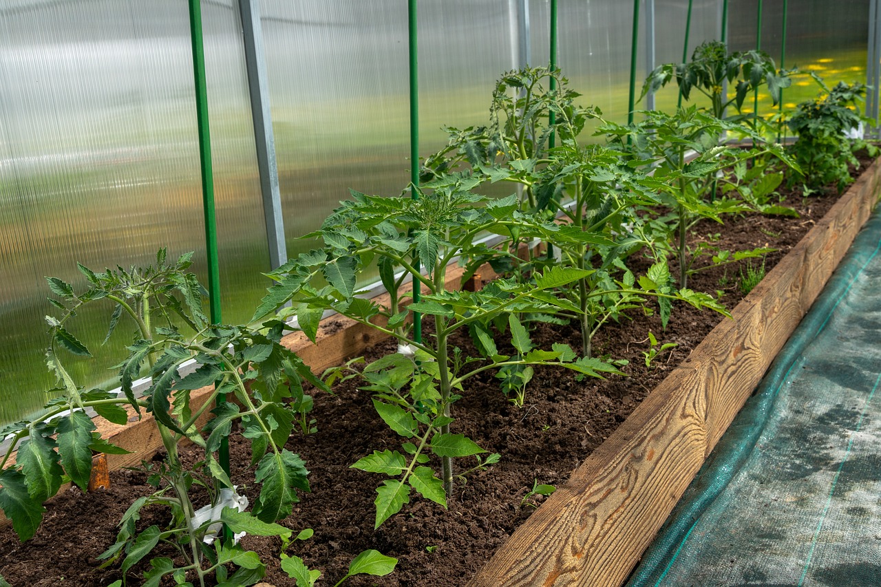 tomatoes, bloom, yellow