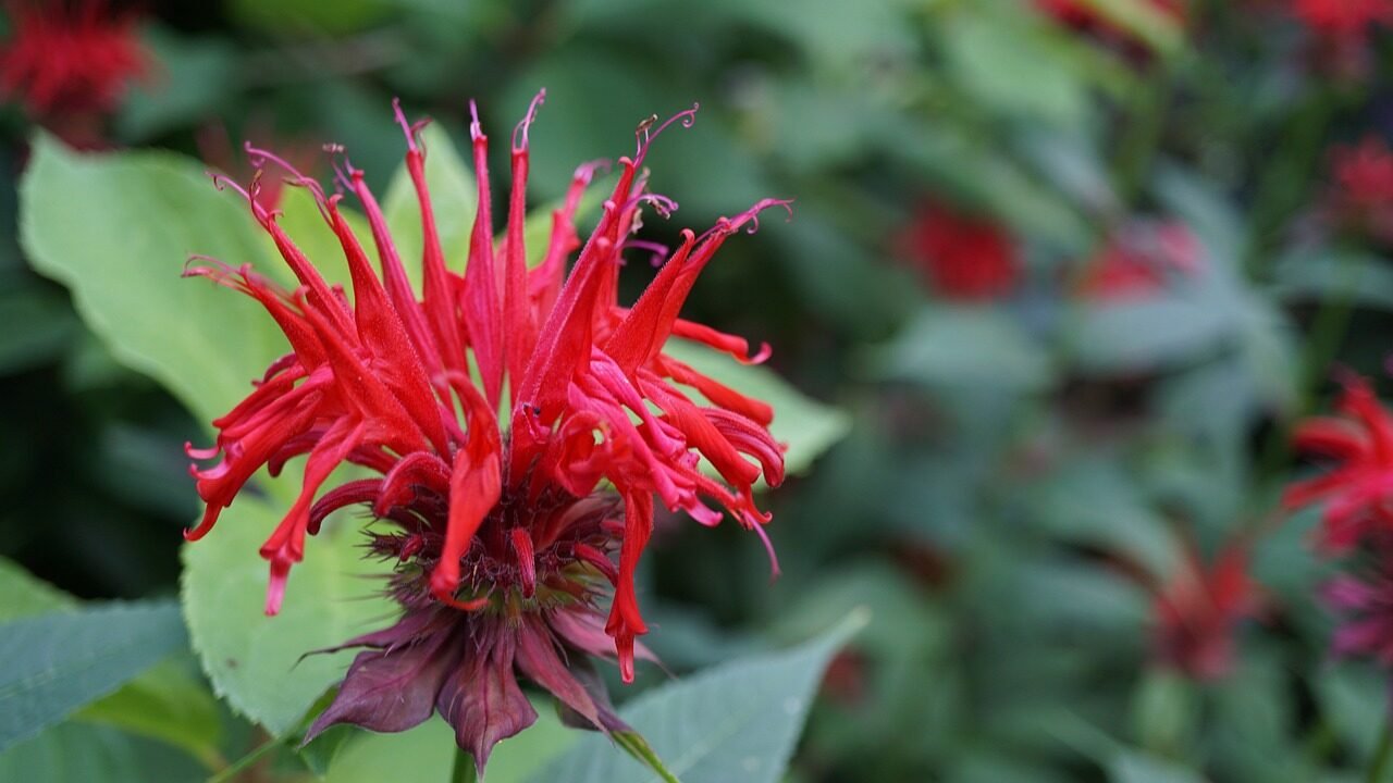 flowers, floral, red, flower wallpaper, garden, flower background, beautiful flowers, bergamot, nature, monarda, beebalm