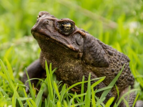 cane toad, toad, nature