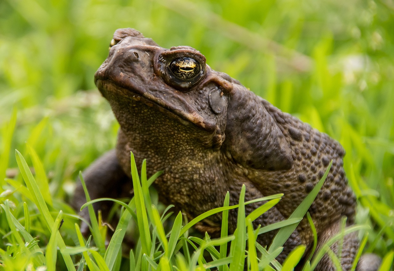 cane toad, toad, nature