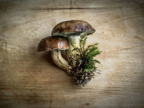 brown mushroom on brown wooden table