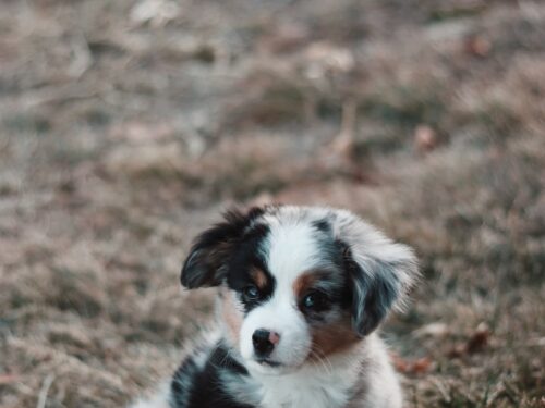 close-up photography of blue Australian shepherd puppy sitting on green grass