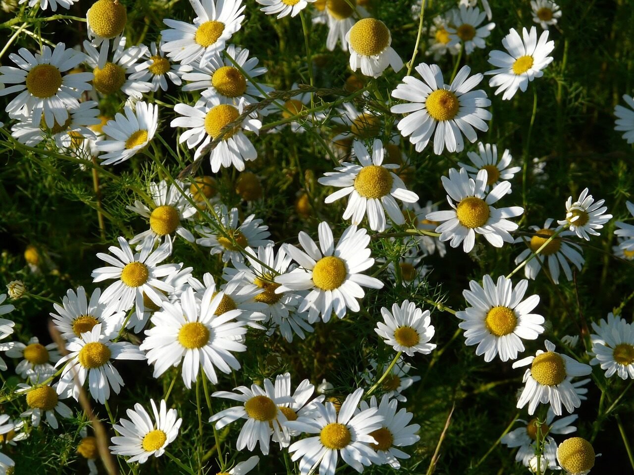 real chamomile, matricaria chamomilla, chamomile, nature, flower baskets, flower, blossoms, plants, beautiful flowers, matricaria recutita, flower wallpaper, camomile field, blooming, flower background, composites, asteraceae, cup-shaped, inflorescence