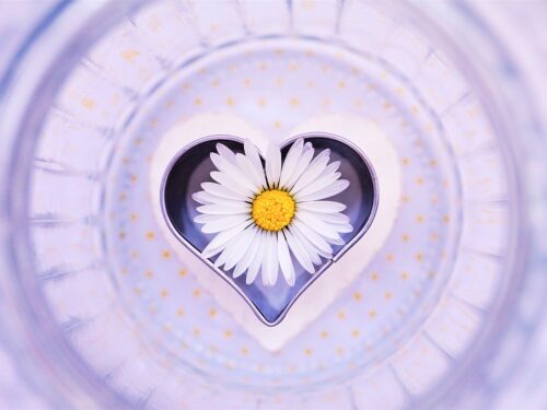 daisy, flower, heart