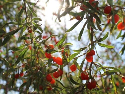 Goji uogos: Nauda, maistinė vertė ir potencialūs pavojai
