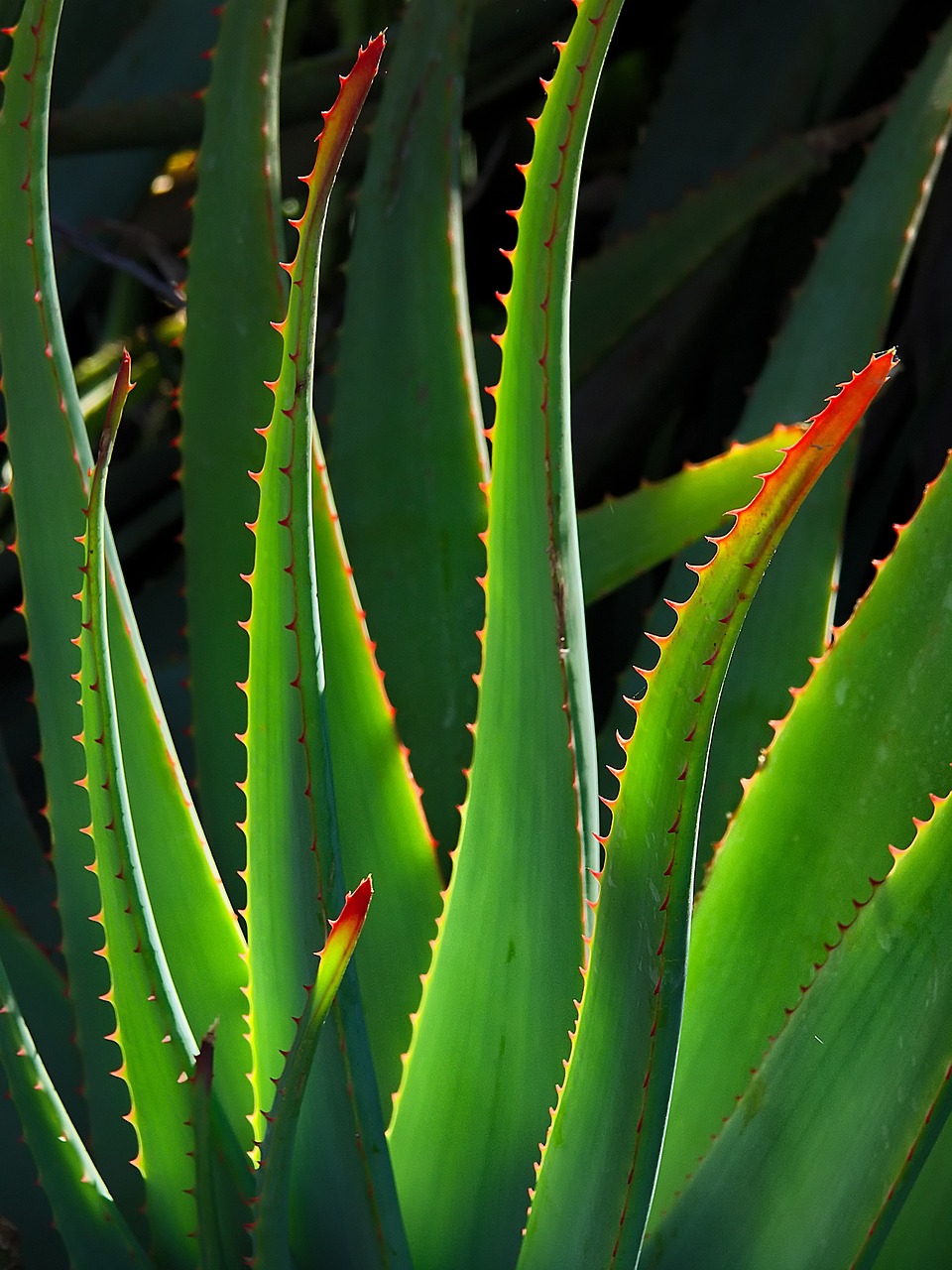 plant, aloe vera, succulent