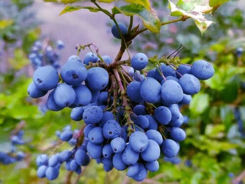 bilberry, berries, plant