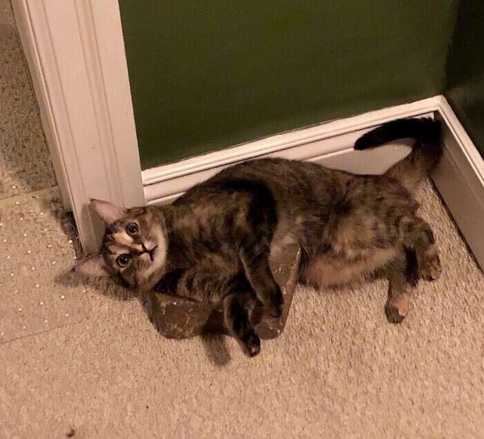 17 keistų kačių, kurios savo kvailumą pakėlė į visiškai naują lygį 6663138