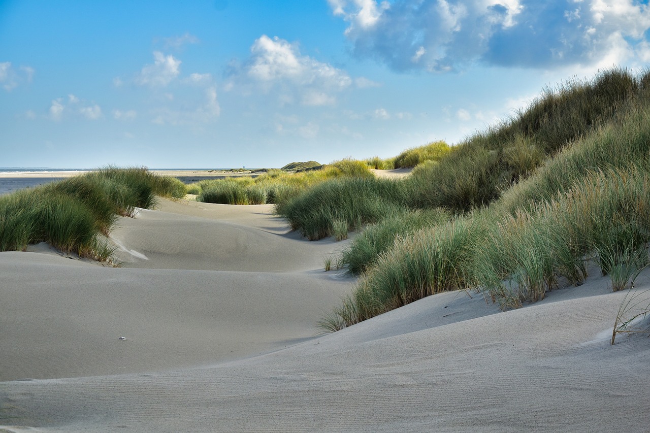 sand, beach, grass, coast, shore, ameland, nature, netherlands, beach, beach, beach, beach, beach, netherlands