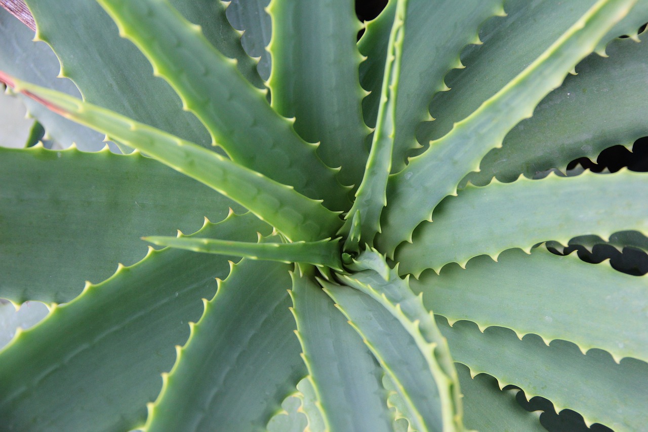 aloe vera, succulent, nature