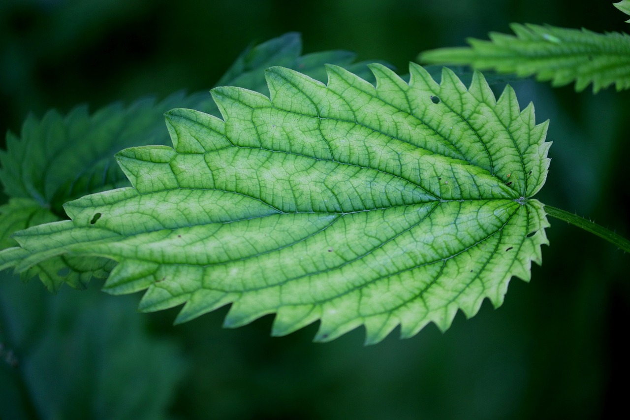 nettle, stinging nettles, medicinal plant