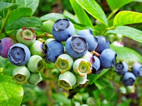 bilberries, fruits, berries