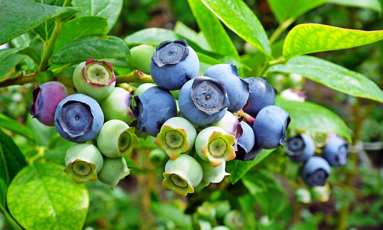 bilberries, fruits, berries