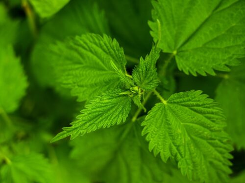 nettle, foliage, herb