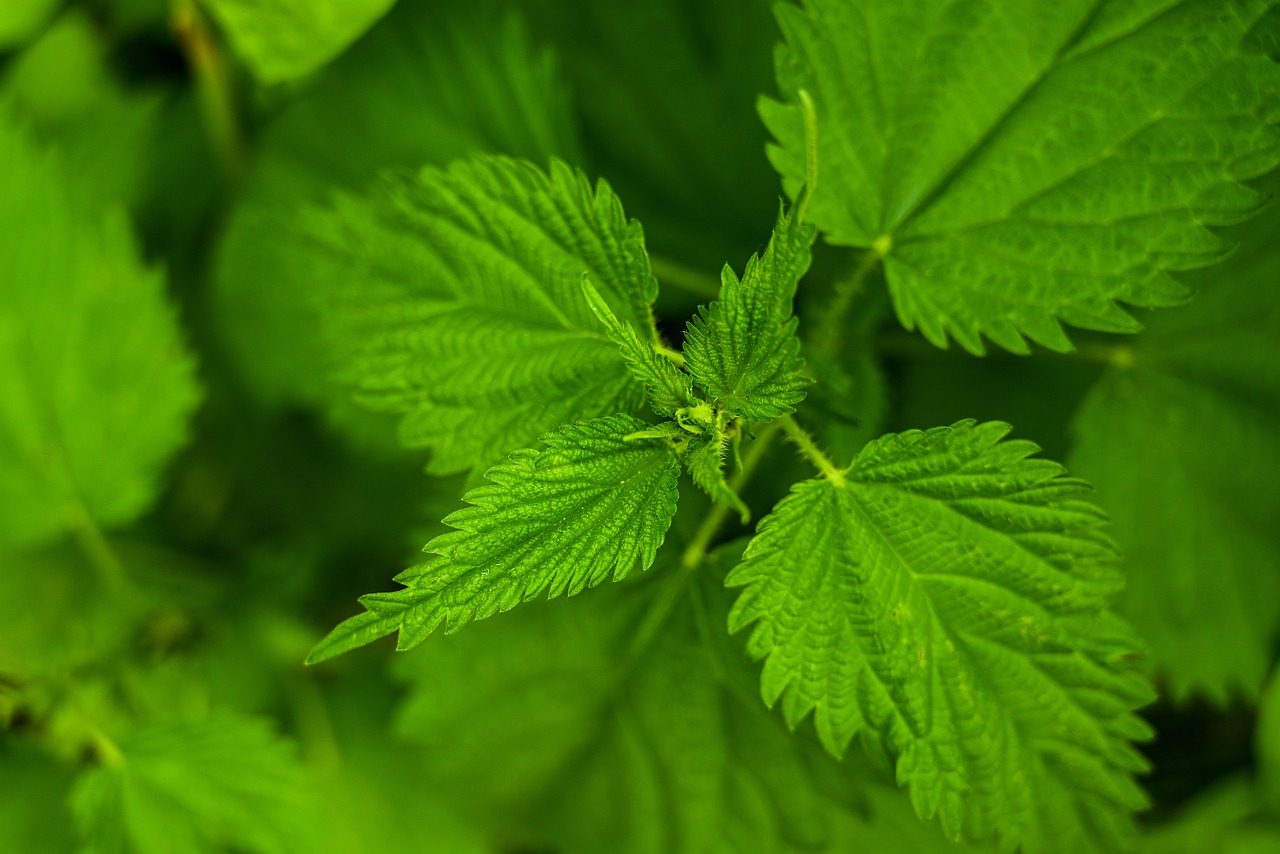 nettle, foliage, herb