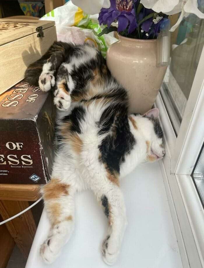 17 keistų kačių, kurios savo kvailumą pakėlė į visiškai naują lygį 7254169