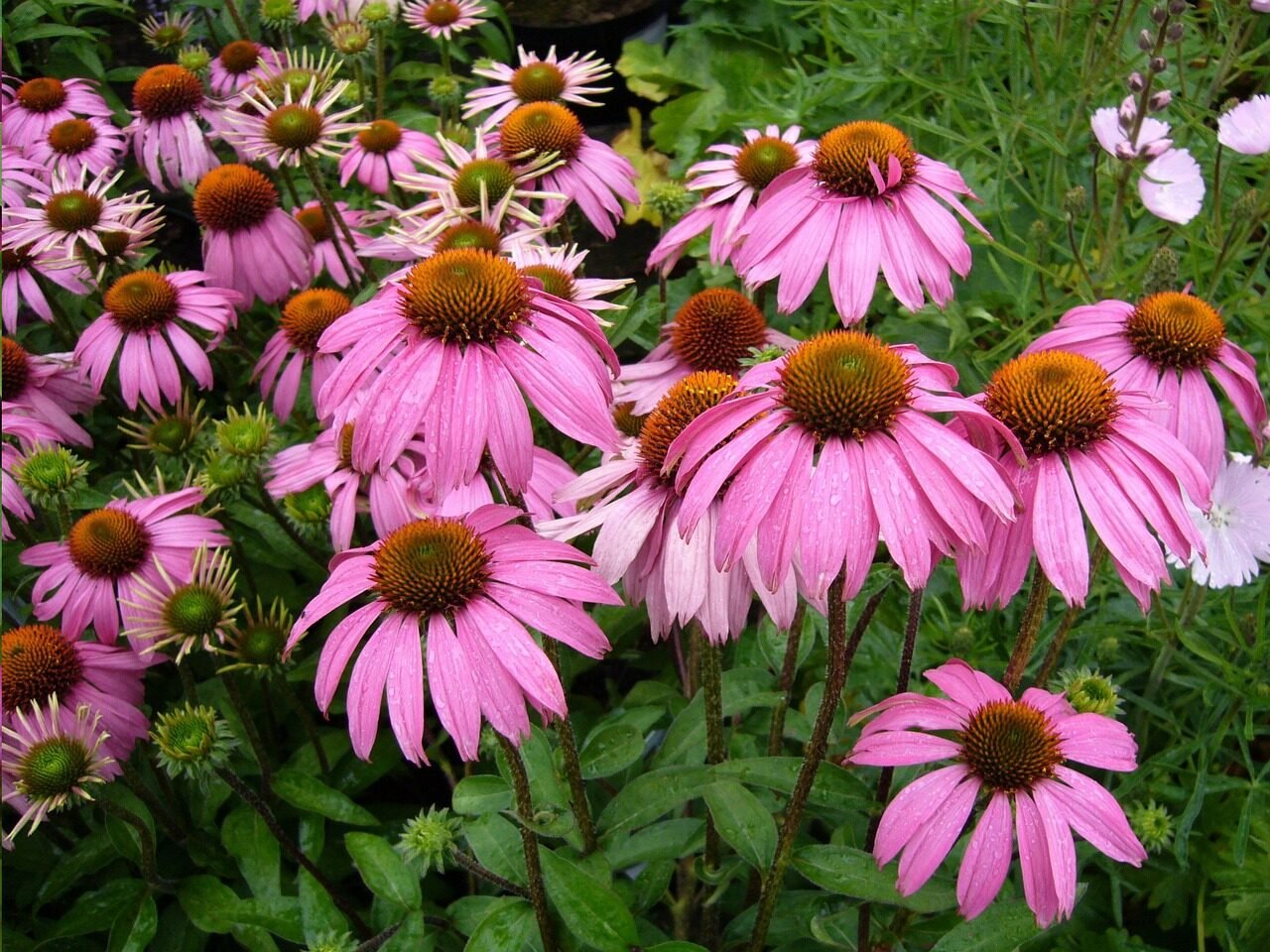 echinacea, purpurea, nature, flower, bloom, blossom, flora, beautiful flowers, flowers, garden, flower wallpaper, herbal medicine, flower background, medicinal plant