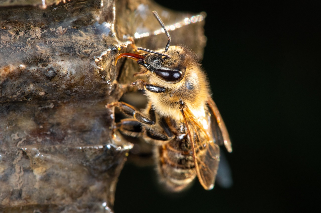 bee, western honey bee, european honey bee