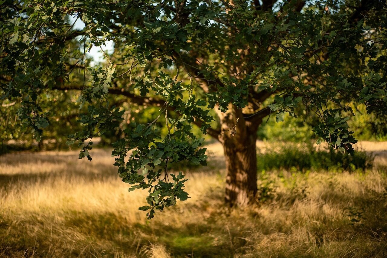 oak, tree, nature, forest, meadow, fall, grass, big tree, sunlight