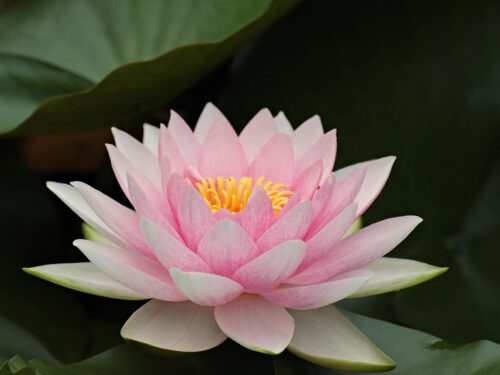 water lily, lotus, pink lotus, pink flower, nuphar lutea, aquatic plant, bloom, pond, nature, flower, garden pond, plant, garden, water lily, beautiful flowers, flower background, water lily, flower wallpaper, lotus, lotus, lotus, lotus, lotus