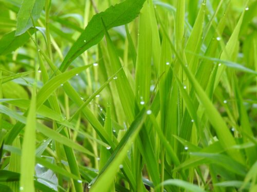 a close up of grass with water droplets on it