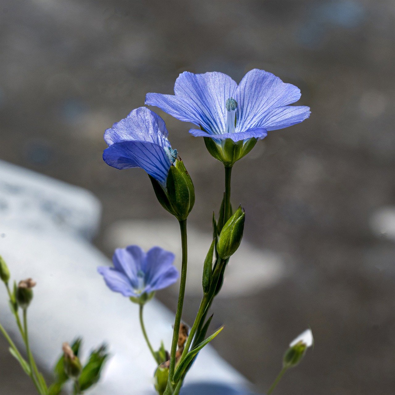 flax, flowers, plant