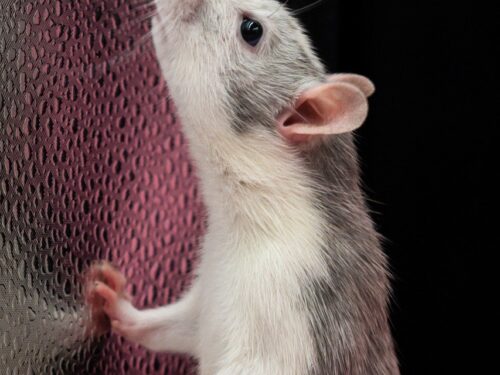 animal, rat, nature, pet, mouse, background, adorable, close up, copy space, cute, domestic animal, rat, rat, beautiful wallpaper, rat, rat, rat