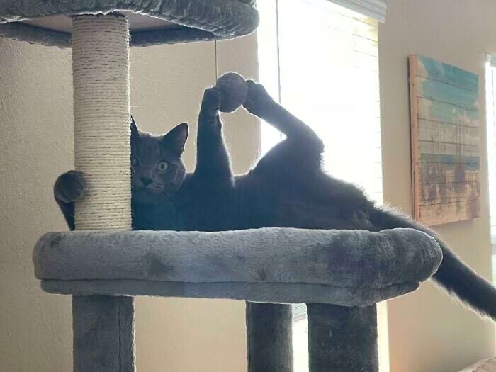 17 keistų kačių, kurios savo kvailumą pakėlė į visiškai naują lygį 7727378