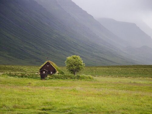 tree, grass, green