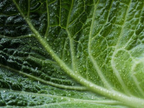 leaves, green, green leaves