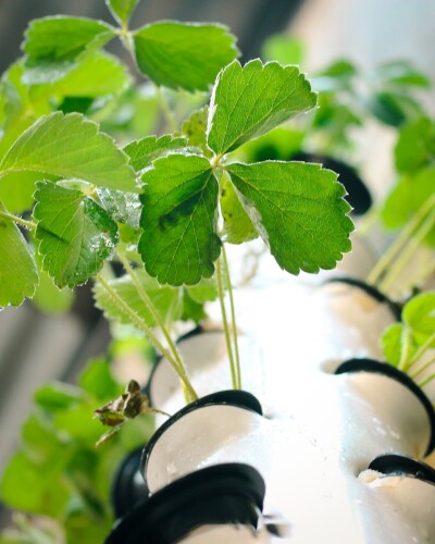 a close up of a plant with green leaves