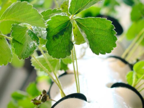 a close up of a plant with green leaves