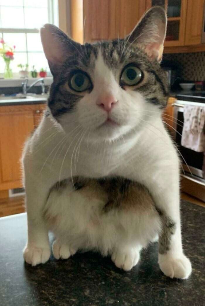 17 keistų kačių, kurios savo kvailumą pakėlė į visiškai naują lygį 8089422