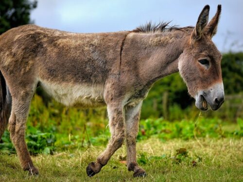 donkey, cotentin donkey, equine