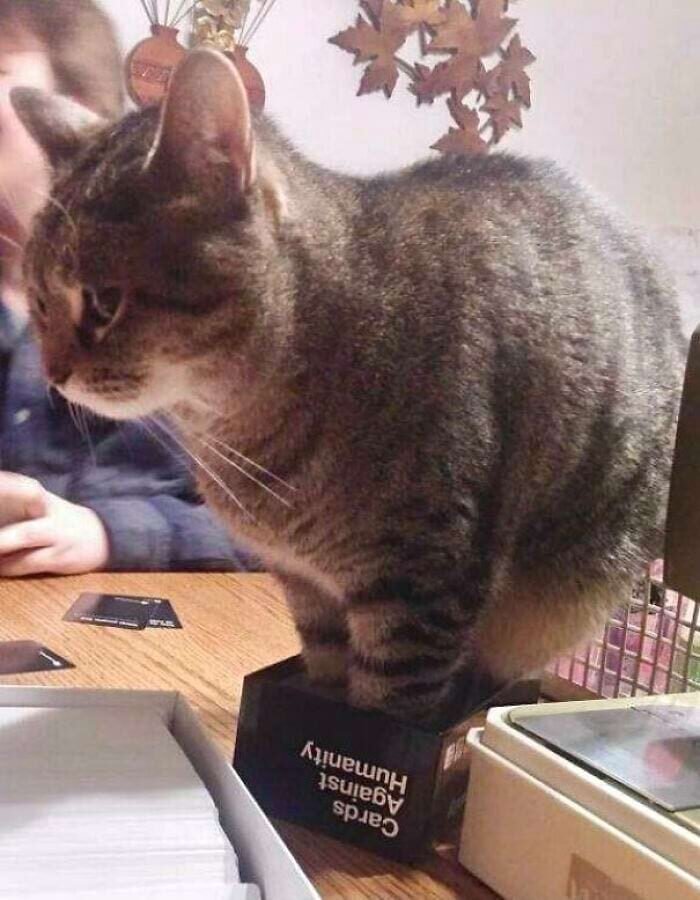 17 keistų kačių, kurios savo kvailumą pakėlė į visiškai naują lygį 8387697