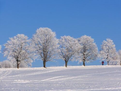 winter, trees, snow