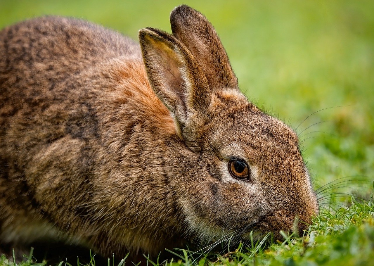 rabbit, bunny, animal