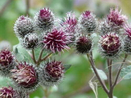 felt burdock, wool head burdock, blossom, bloom, arctium tomentosum, burdock, nature, plant, barb, woolly, hairy, flora