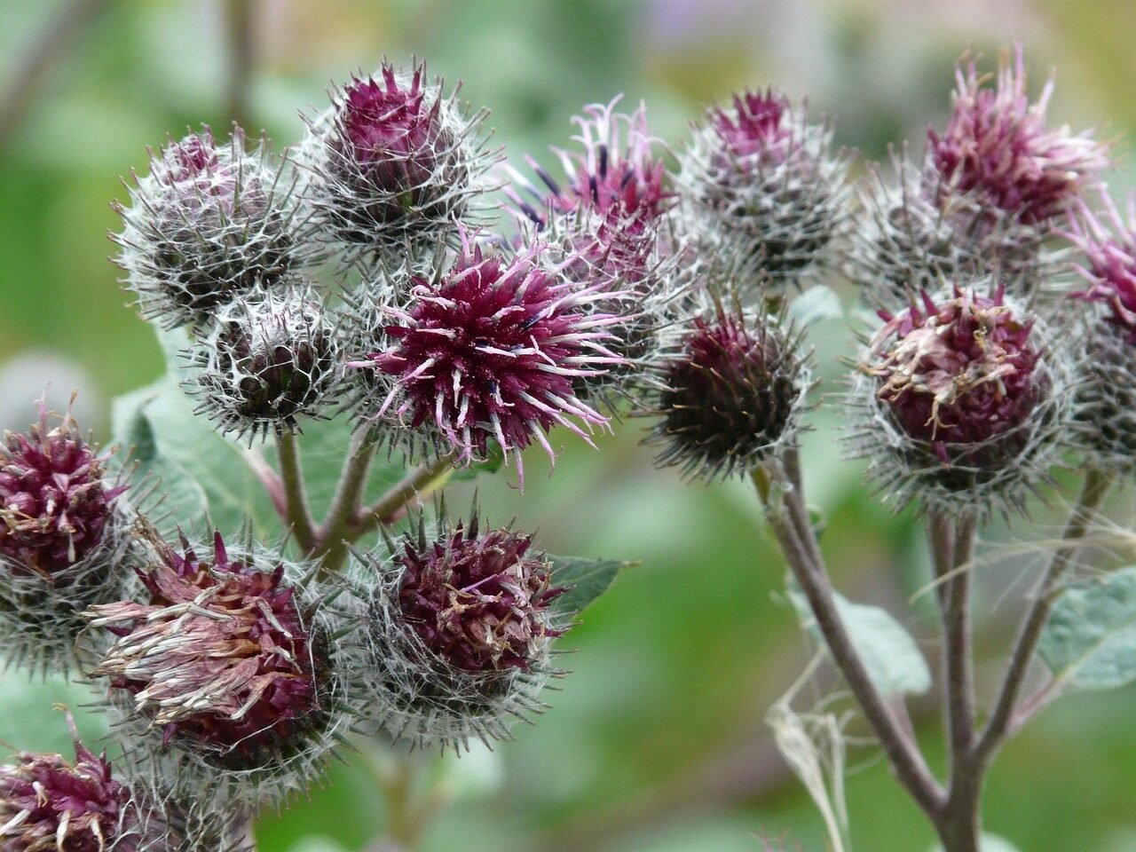 felt burdock, wool head burdock, blossom, bloom, arctium tomentosum, burdock, nature, plant, barb, woolly, hairy, flora