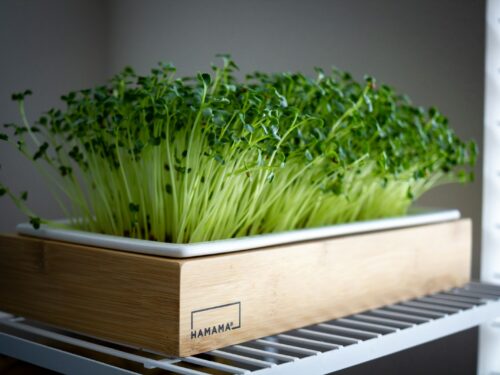 a bunch of green plants in a wooden container